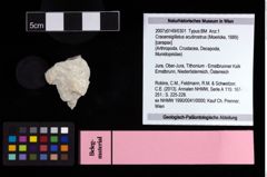 NHMW-GEO-2007z0149-0301_Ol_02.tifCracensigillatus acutirostrus (Moericke, 1889)  (NHMW-GEO-2007z0149-0301)